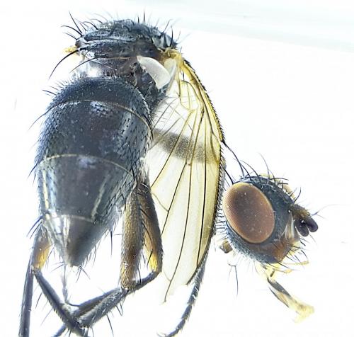 Stevenia sp.